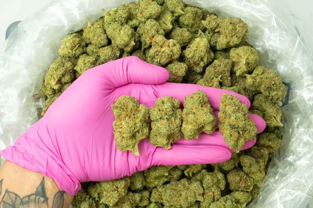 Pink Starburst Indoor_4-15-26 PINK.webp