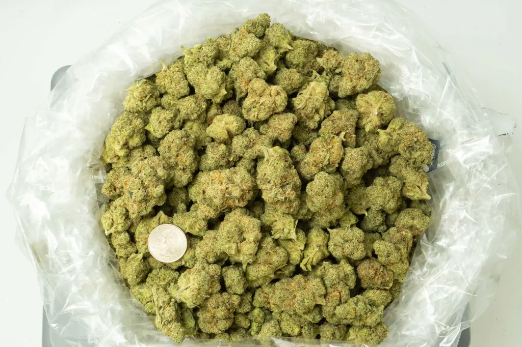 Pink Starburst Indoor_4-15-26 BAG.webp