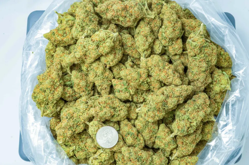 Glueball 4-14-26 BAG (1).webp