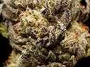 King Gelato_4-10-26 BUD.webp