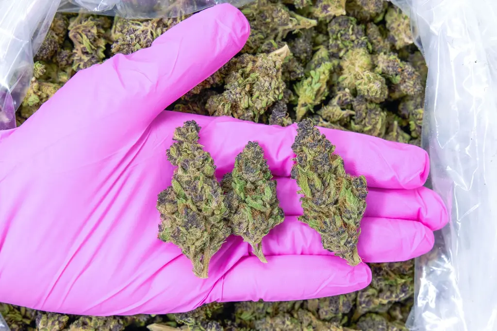 Tigre 4-3-26 PINK.webp