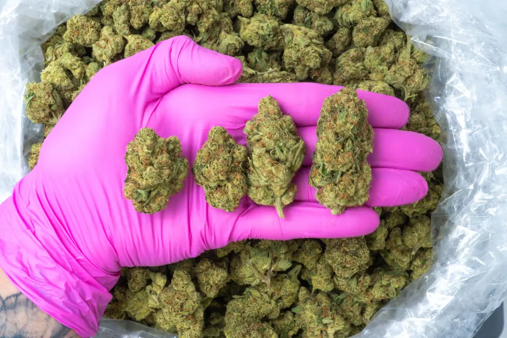 Green Crack 4-15-26 PINK.webp