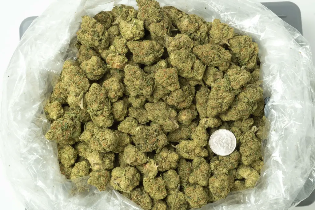 Animal Mintz 4-15-26 BAG.webp