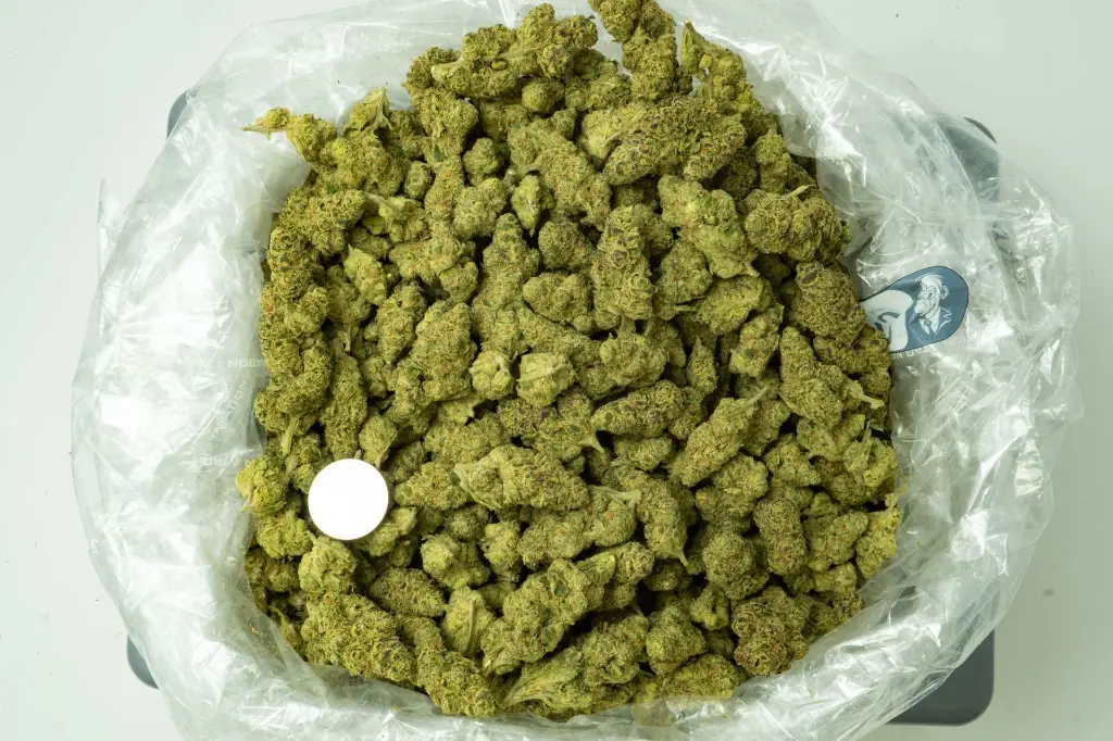 Cheetah Piss_4-15-26 BAG.webp