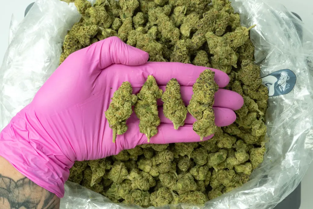 Cheetah Piss_4-15-26 PINK.webp