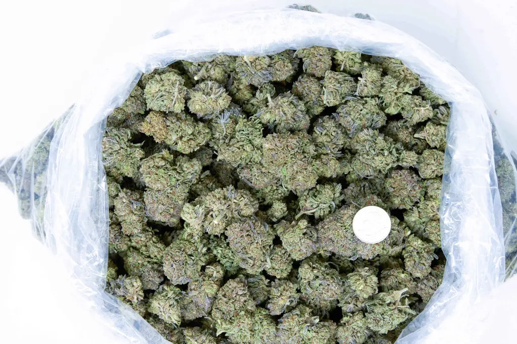 Black Ice_4-10-26 BAG (1).webp