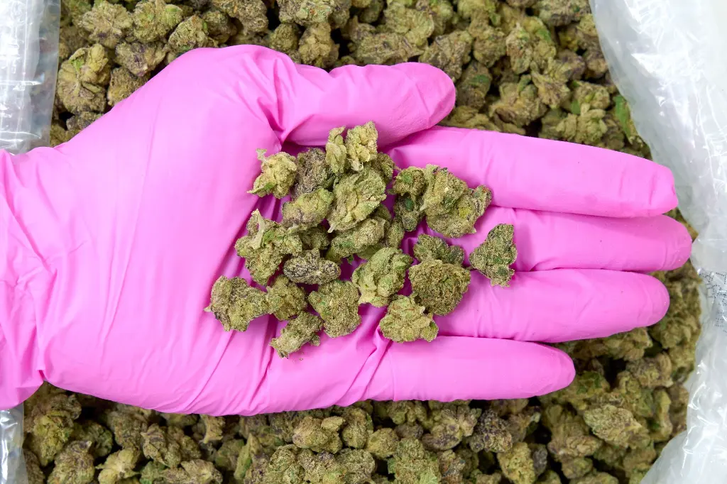 Fat Purple Candy Runtz PINK (1).webp