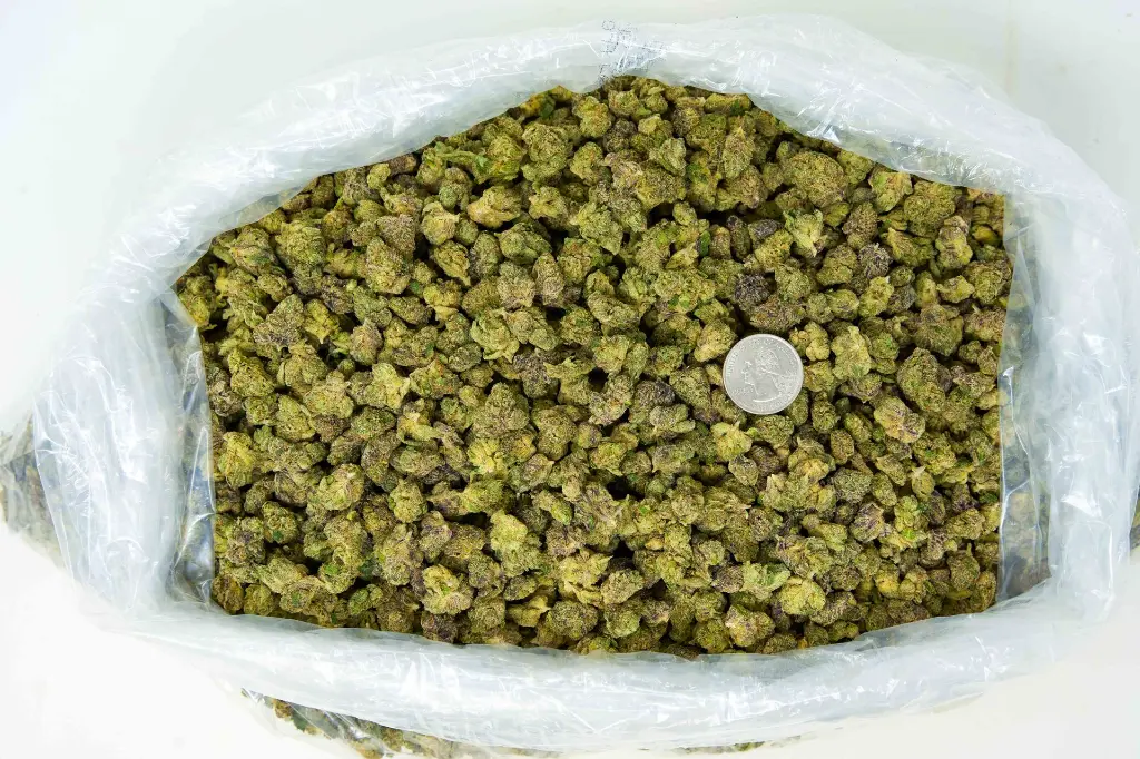 Fat Purple Candy Runtz BAG.webp