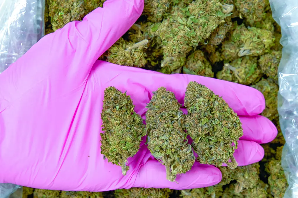 Gelato 4-3-26 PINK (2).webp