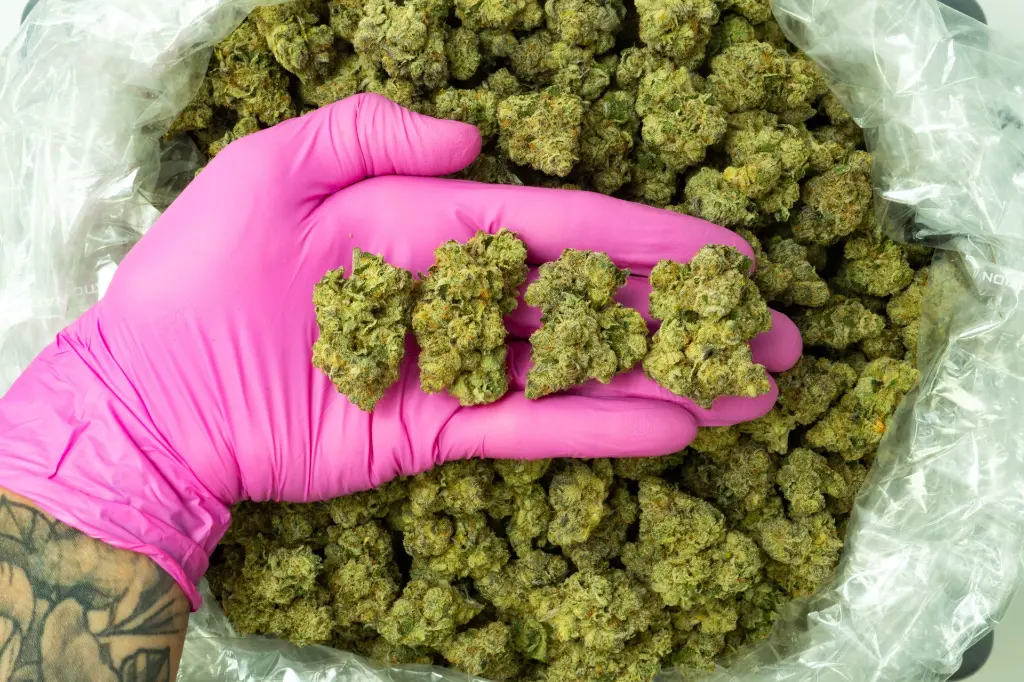 Black Domina 4-16-26 PINK.webp