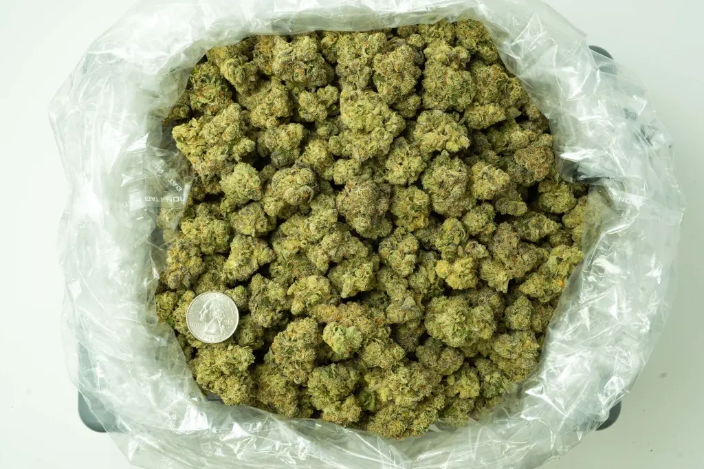 Black Domina 4-16-26 BAG.webp