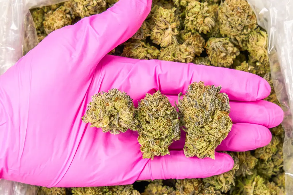 King Gelato PINK.webp