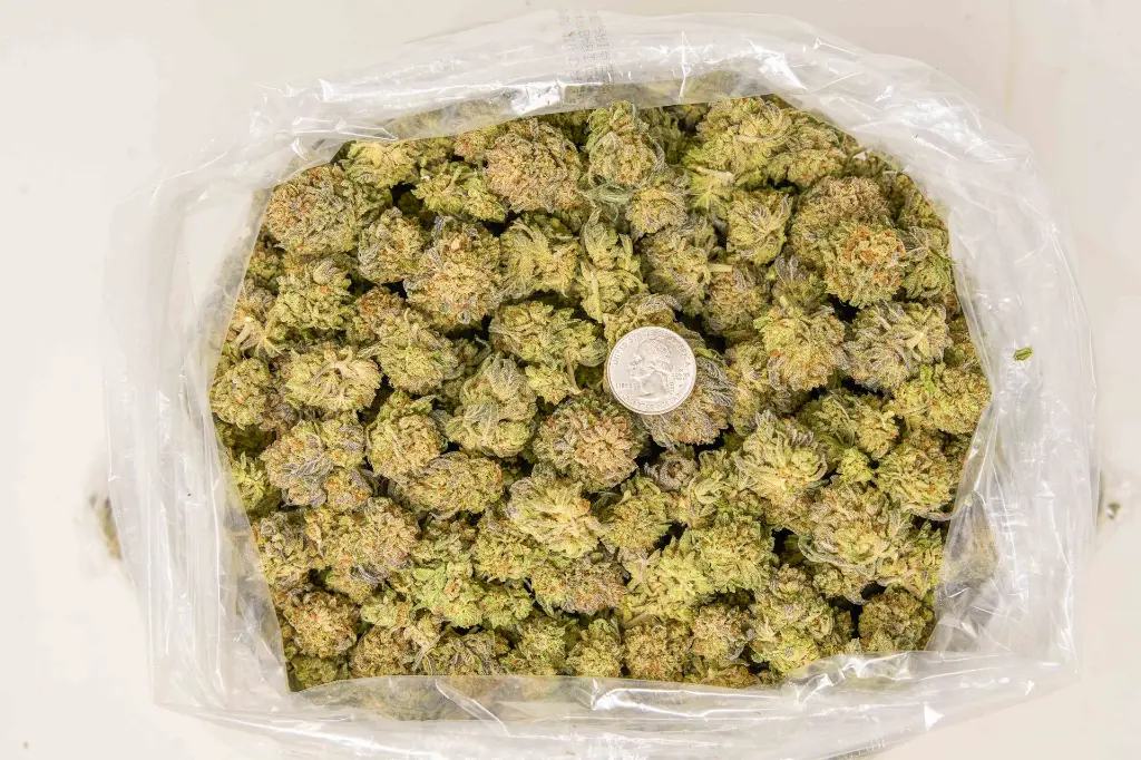 King Gelato BAG.webp