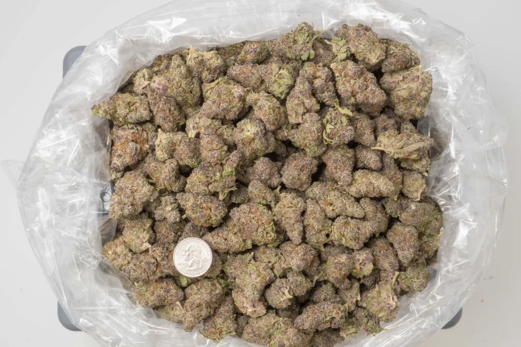 Tropicana Cherry 4-16-26 BAG (1).webp