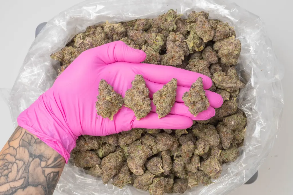 Tropicana Cherry 4-16-26 PINK (1).webp