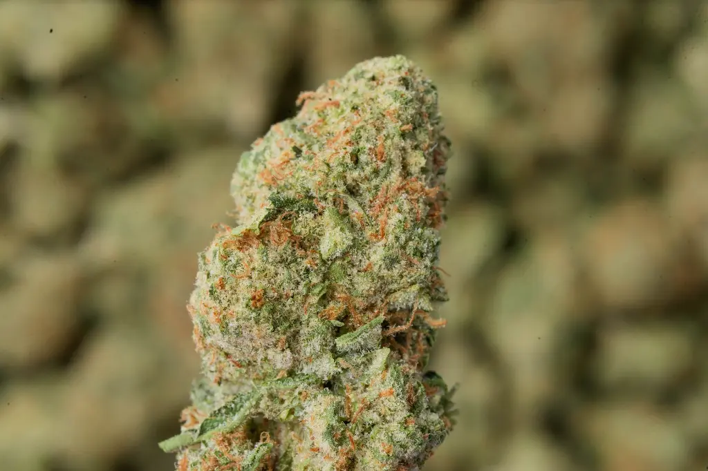 Mendo Breath 4-17-26 MACRO-2.webp