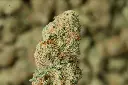 Mendo Breath 4-17-26 MACRO-2.webp