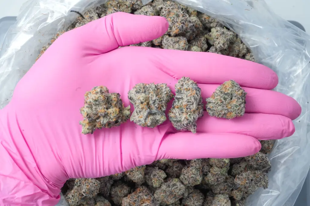 Cereal Milk 4-20-26 PINK.webp