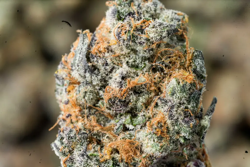 Super Boof 4-20-26 BUD.webp