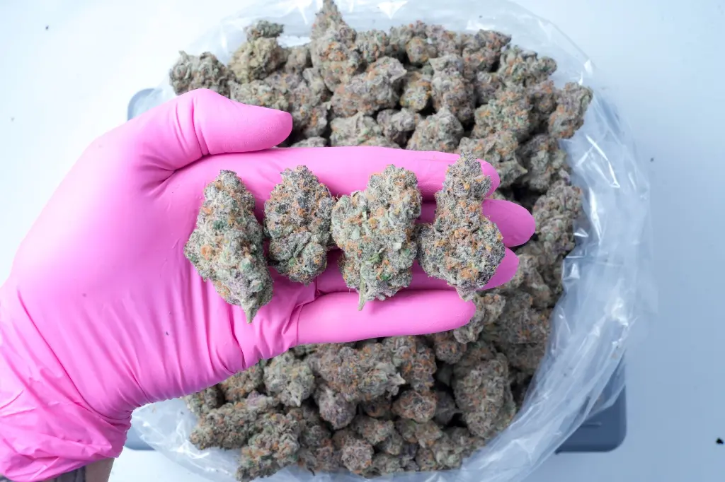 Super Boof 4-20-26 PINK.webp