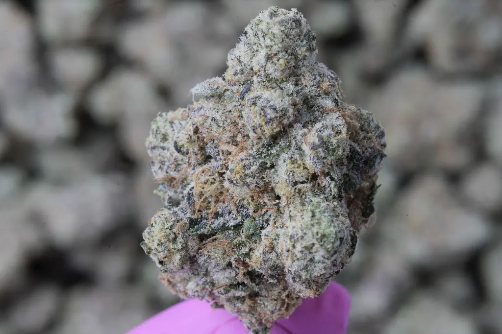 Zoap 4-21-26 MACRO.webp