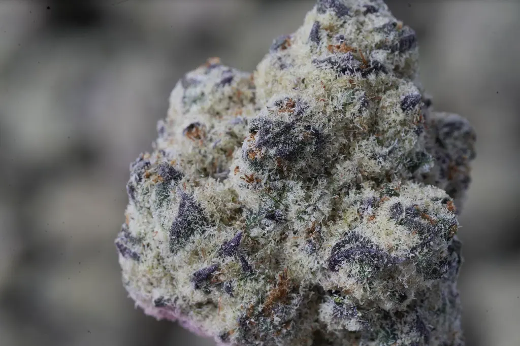 Lilac Diesel 4-21-26 MACRO.webp