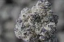 Lilac Diesel 4-21-26 MACRO.webp