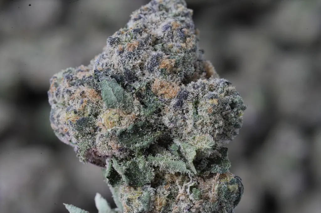 Candy Apple Mintz 4-21-26 MACRO (2).webp