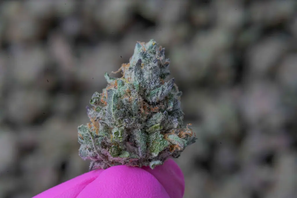 Prickly Pear Smalls 4-21-26  MACRO-2.webp