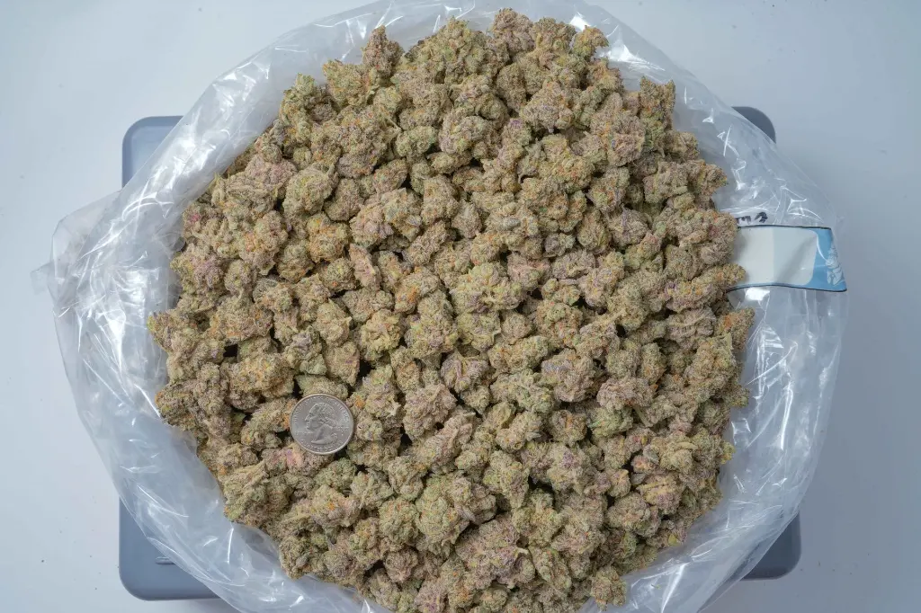 Prickly Pear Smalls 4-21-26  BAG-2 (2).webp