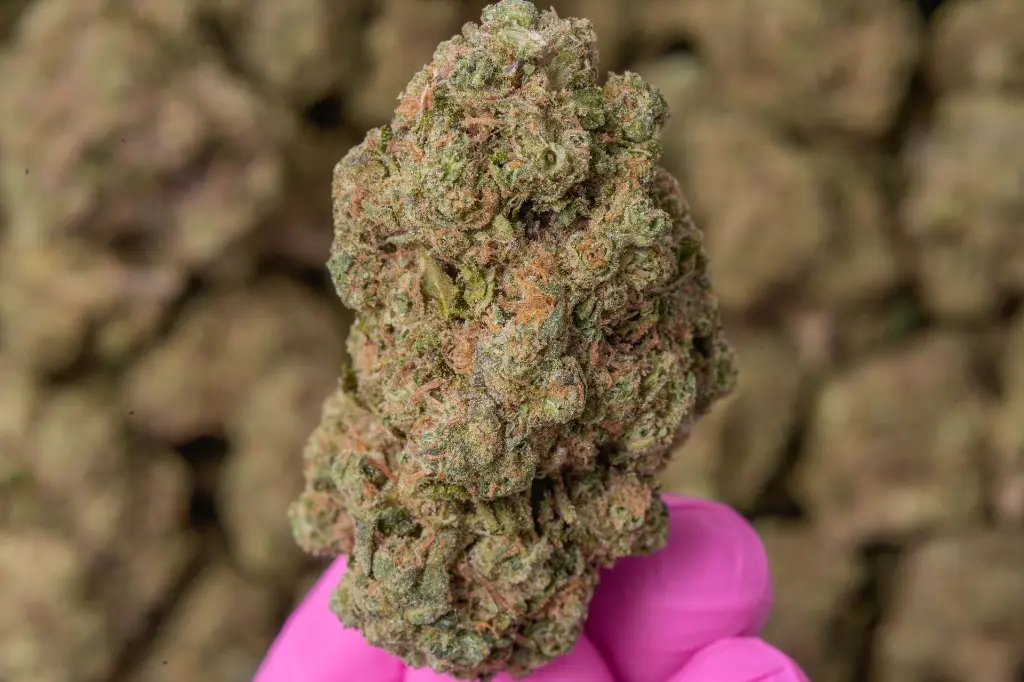 Lemon Cherry Sherbet 4-17-26 MACRO-2.webp