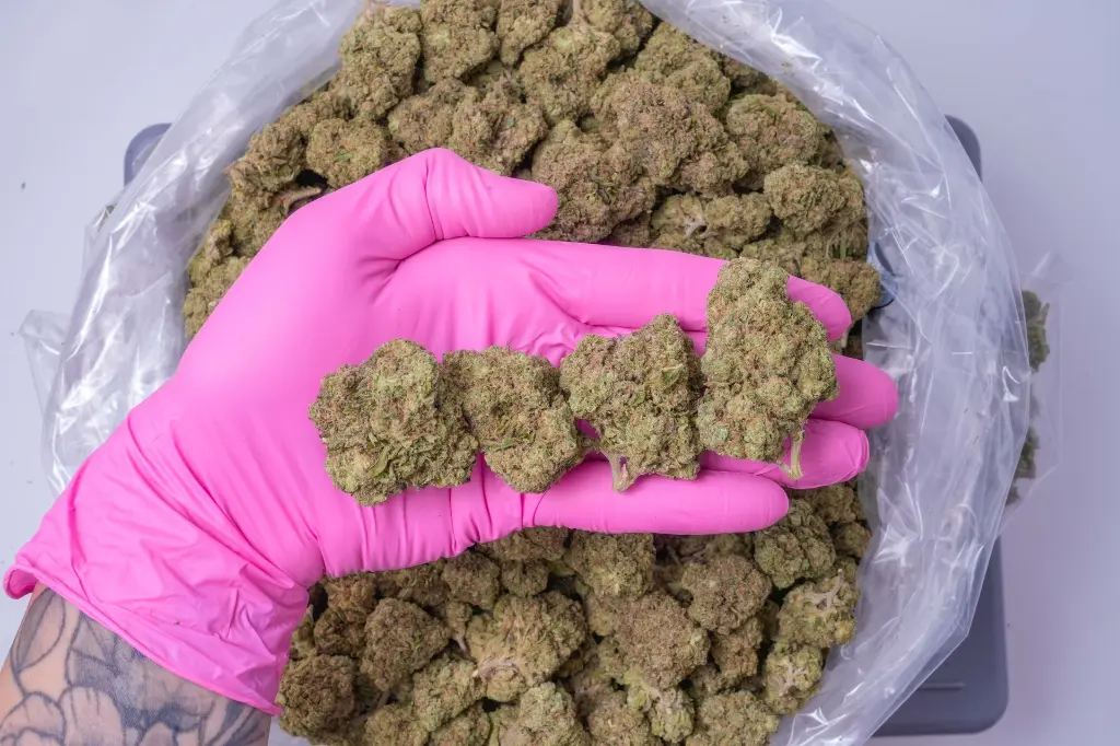 Lemon Cherry Sherbet 4-17-26 PINK-2.webp