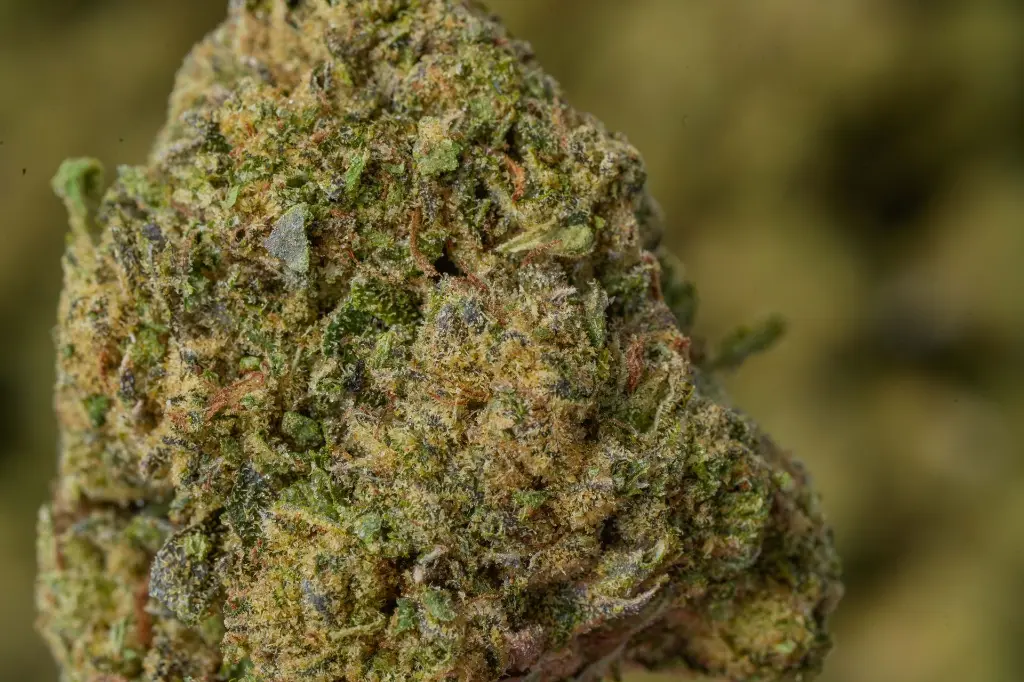 Blue Andeze 4-17-26 MACRO-2.webp