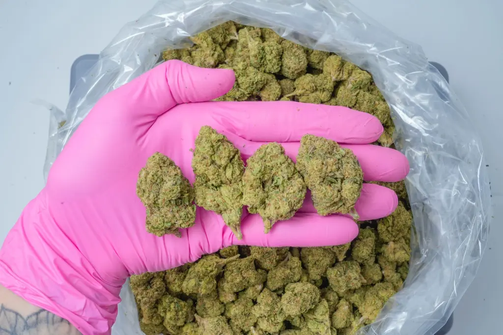 Blue Andeze 4-17-26 PINK-2.webp