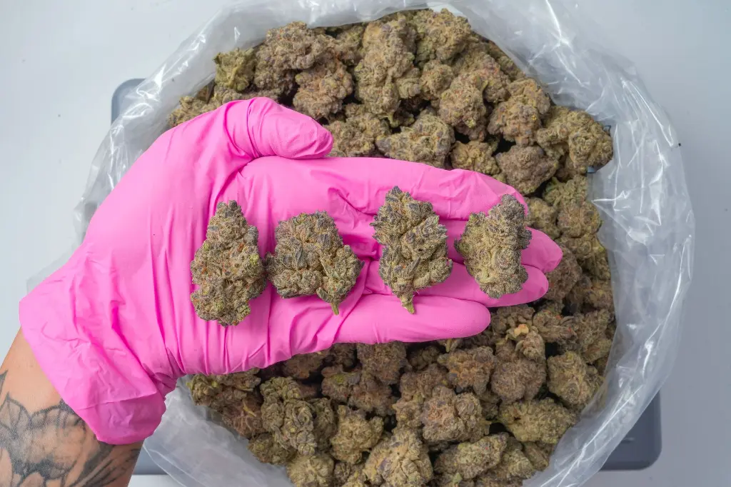 Zoreos 4-22-26 PINK-2.webp