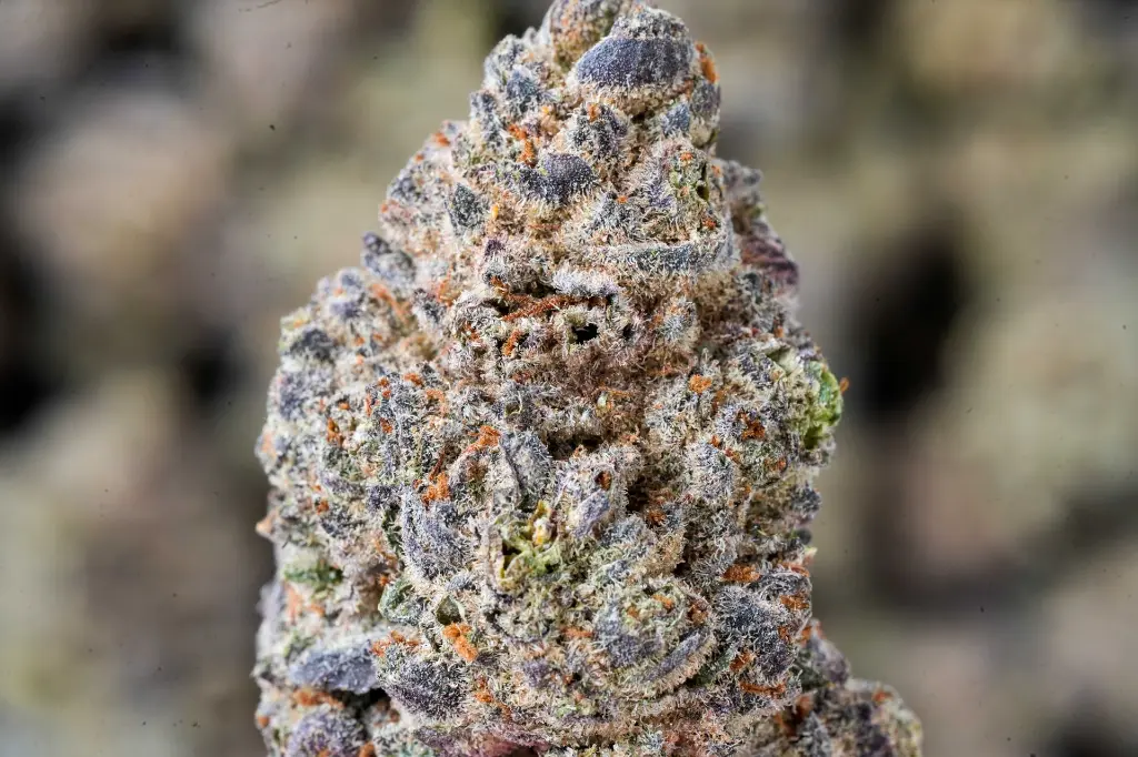 Zoreos 4-22-26 MACRO-2.webp