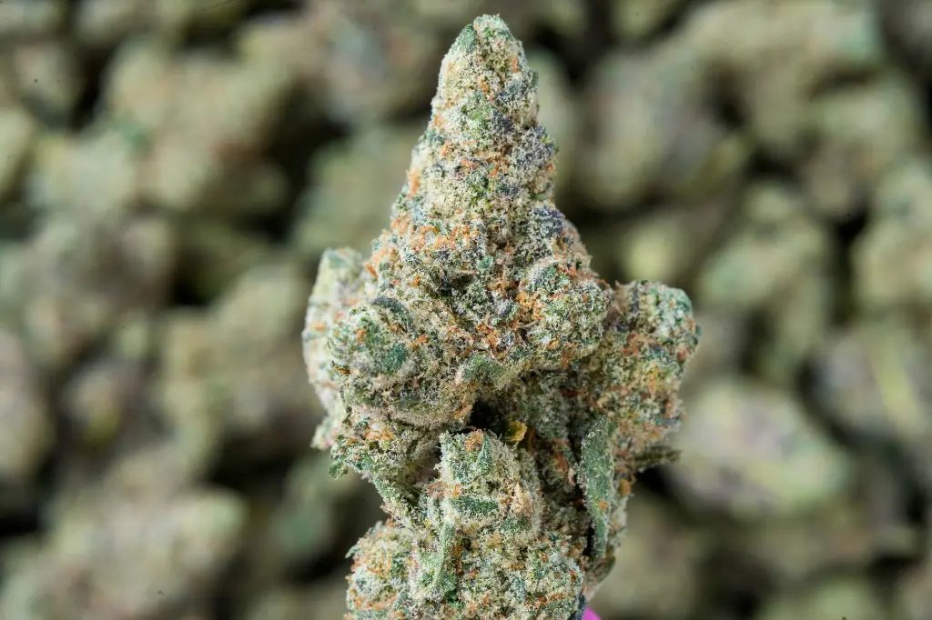 Modified Grapes 4-22-26 MACRO-2.webp