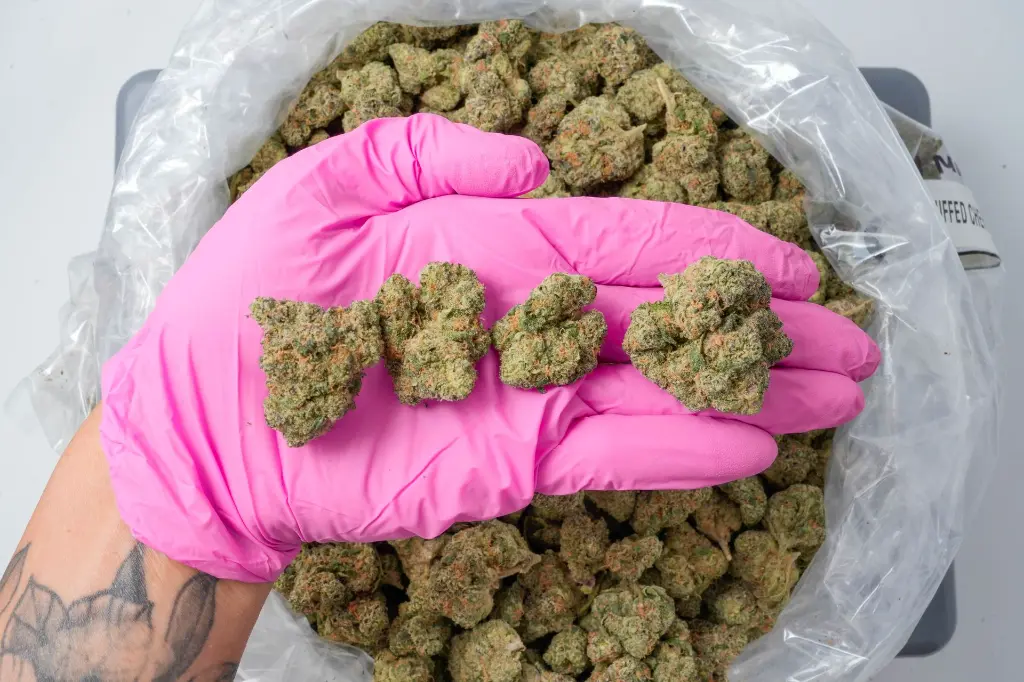 Jealousy Mintz 4-22-26 PINK-2.webp