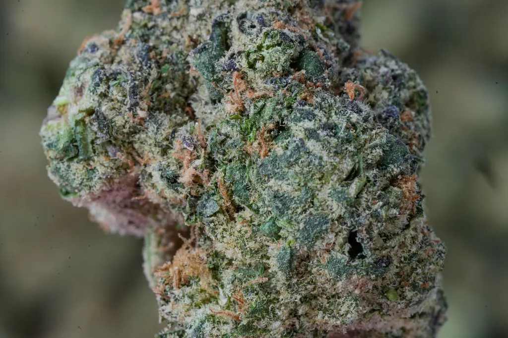 Jealousy Mintz 4-22-26 MACRO-2.webp