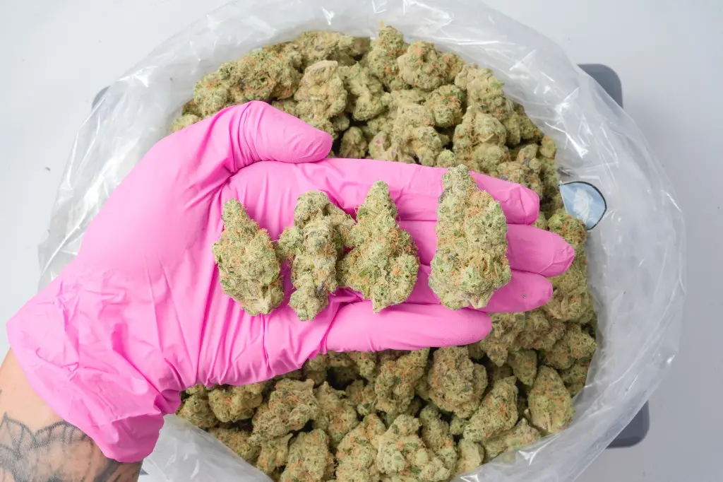 Sweet Cheese 4-22-26 PINK-2.webp