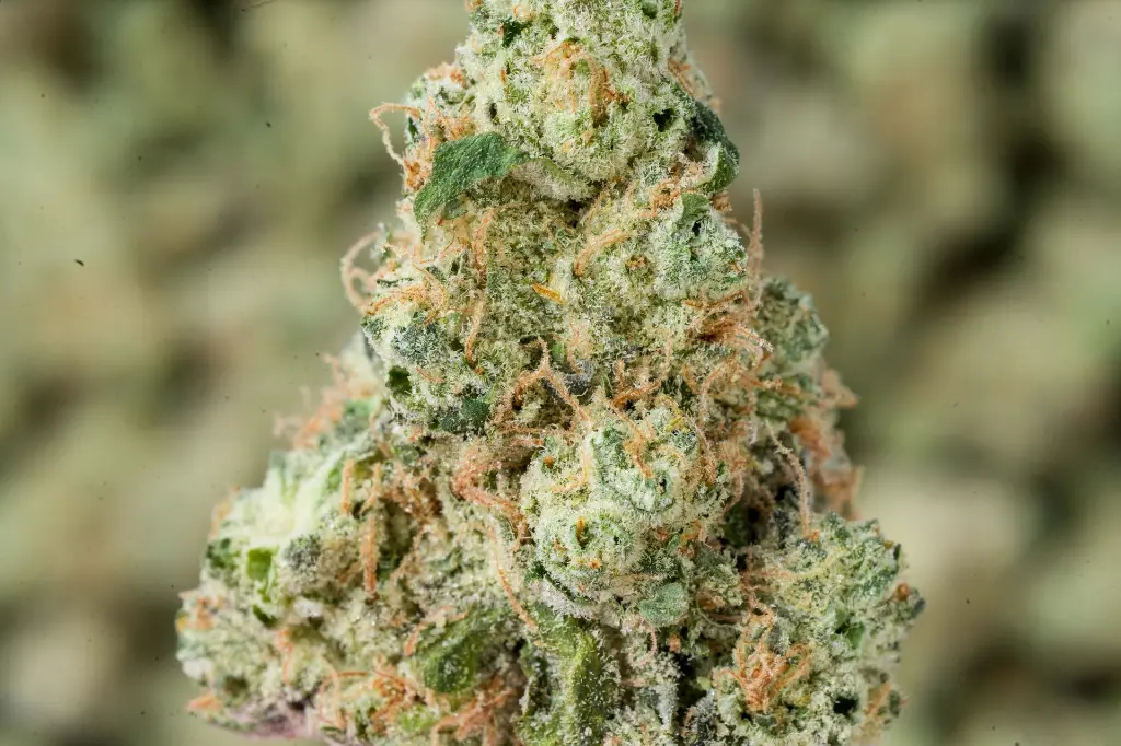 Sweet Cheese 4-22-26 MACRO-2.webp