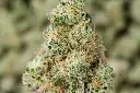 Sweet Cheese 4-22-26 MACRO-2.webp