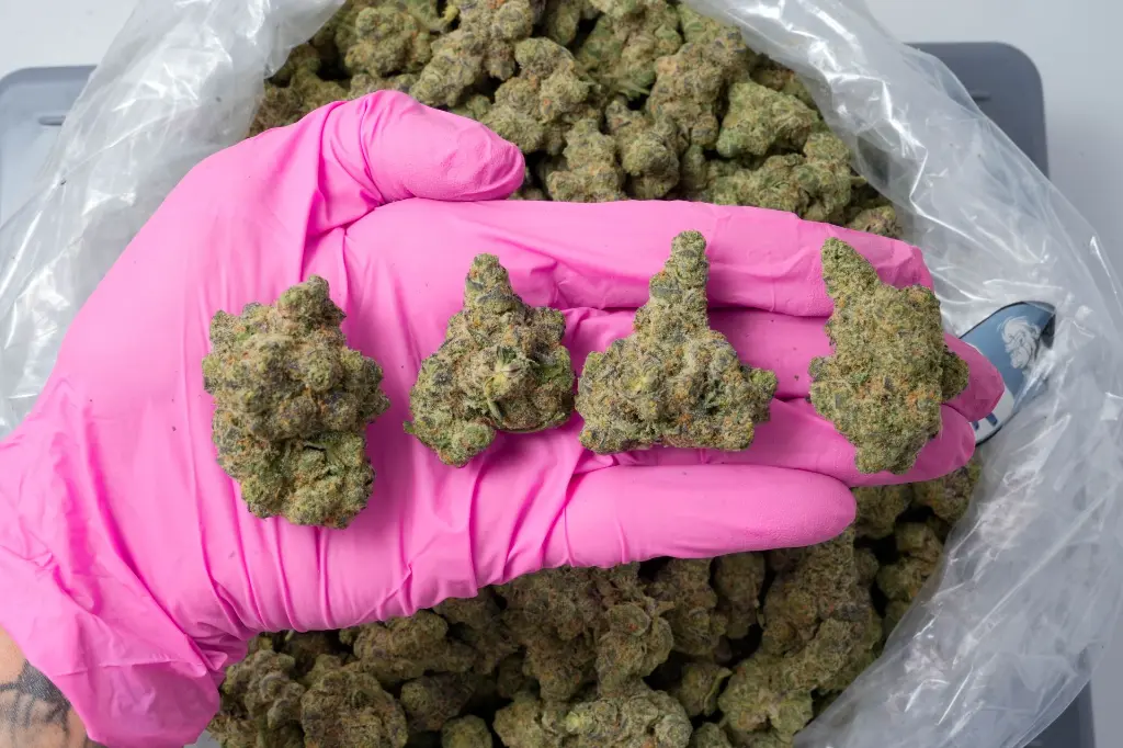 Purple Octane 4-22-26 PINK-2.webp