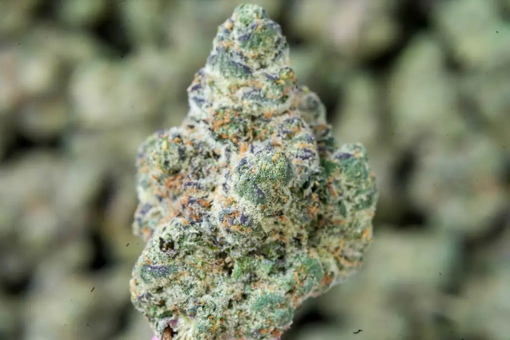 Purple Octane 4-22-26 MACRO-2.webp