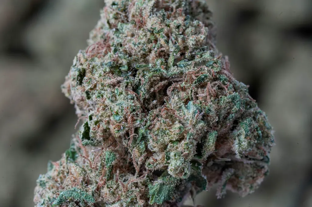 Modified Grapes 4-22-26 MACRO-2 (1).webp