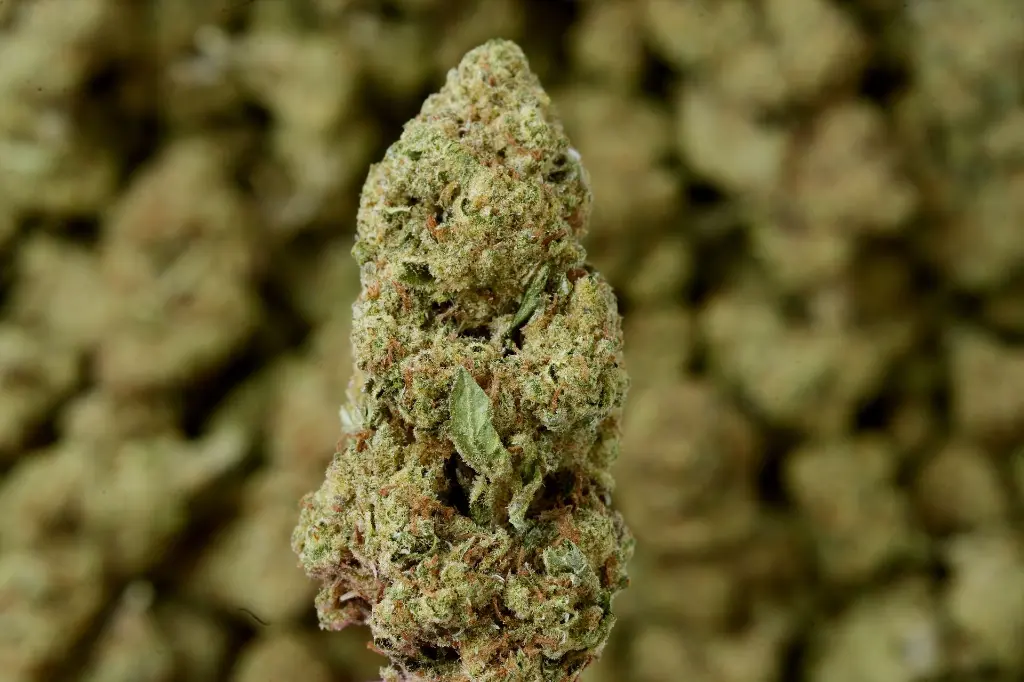 Cheetah Piss - 00000003.webp