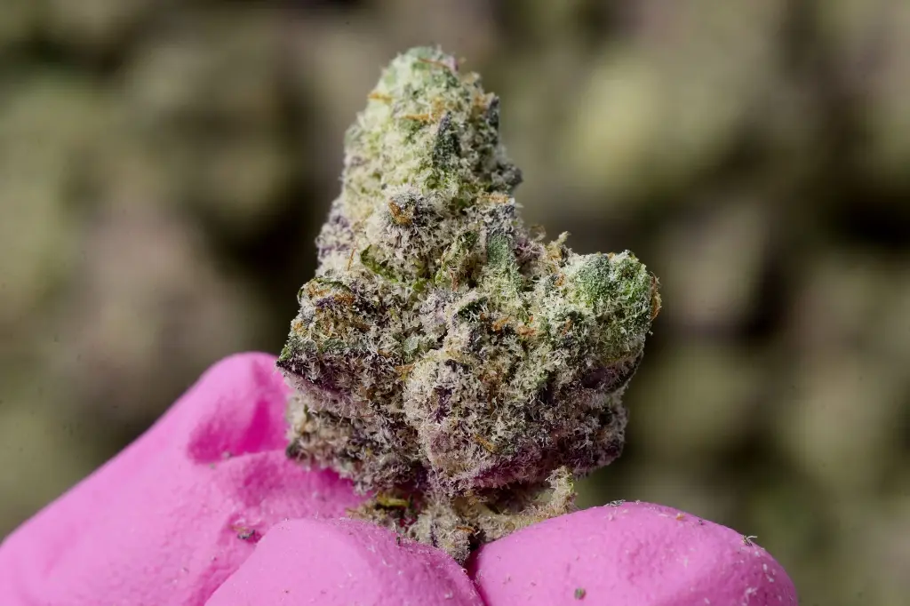 Z Runtz Smalls - 00000004.webp