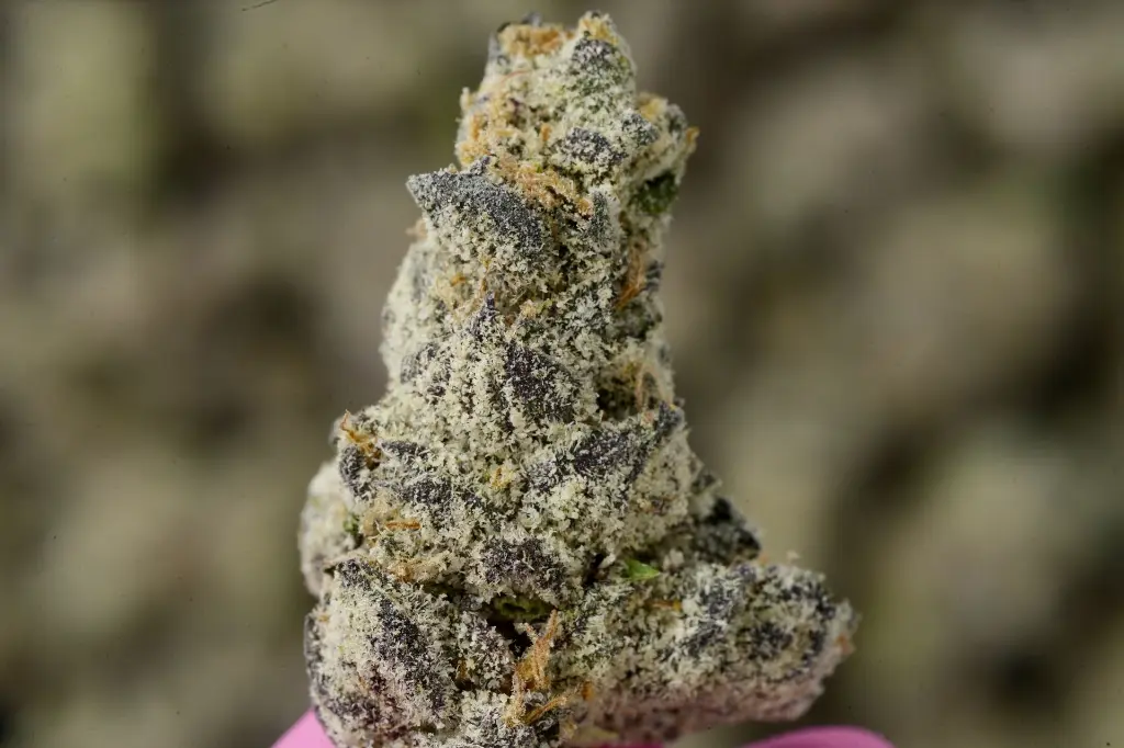 Obama Runtz M - 00000004.webp