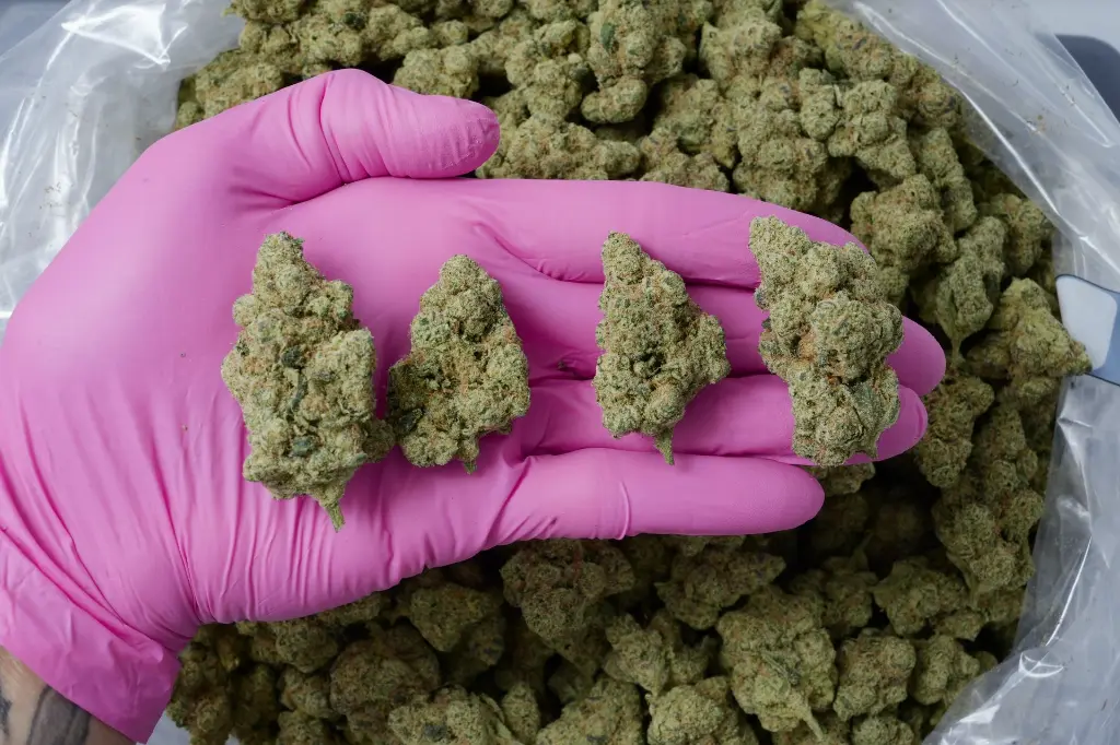 White guava - 00000004.webp