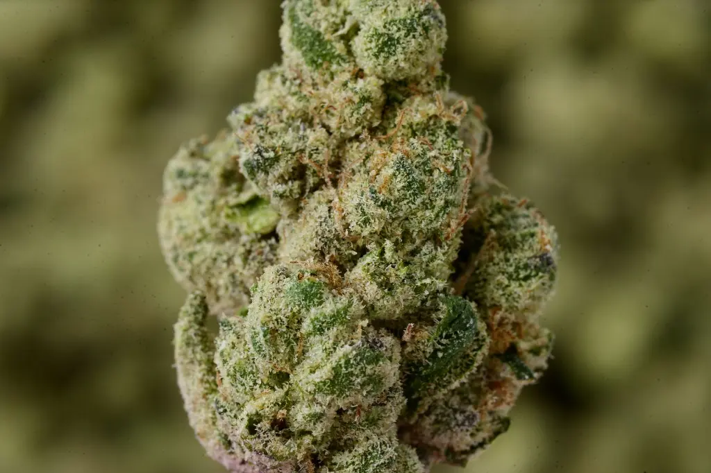 FL Jack Smalls 4-22-26 MACRO Edit - 00000003.webp